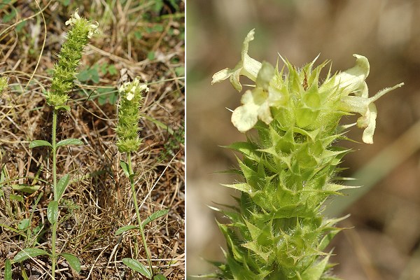 O� (Haute-Garonne), 12 ao�t 2009