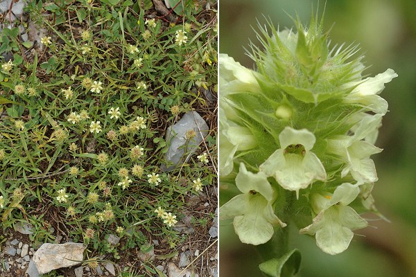 Mens, vers Le Ch�tel (Is�re), 25 juillet 2011