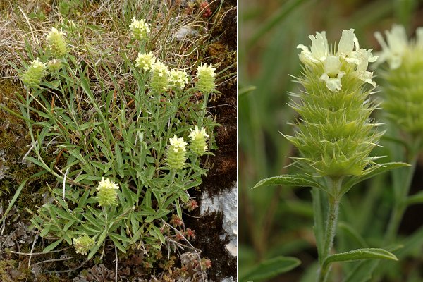 Dent de Veaulion (Suissse), 1 ao�t 2012