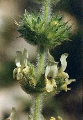 Luberon ,vers Cavaillon (Vaucluse), 30 octobre 1996