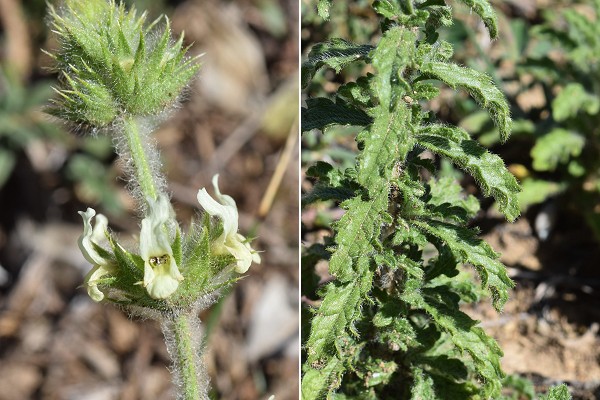 La Palud-sur-Verdon (Alpes-de-Haute-Provence), 28 août 2018