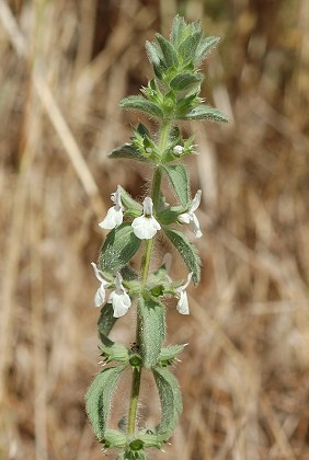 Allauch (Bouches-du-Rh�ne), 11 ao�t 2010