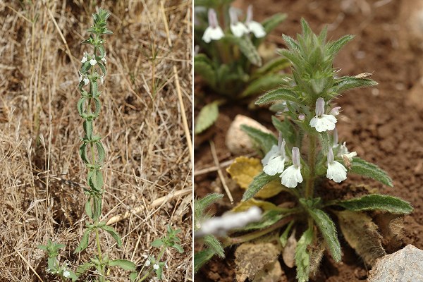 Allauch (Bouches-du-Rh�ne), 11 ao�t 2010 / Espigoulier (Bouches-du-Rh�ne), 27 avril 2006