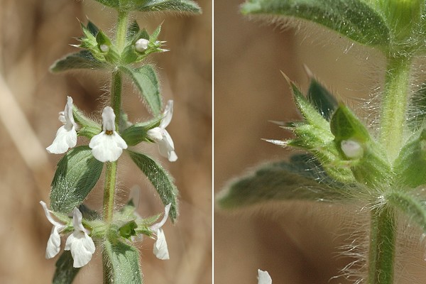 Allauch (Bouches-du-Rh�ne), 11 ao�t 2010