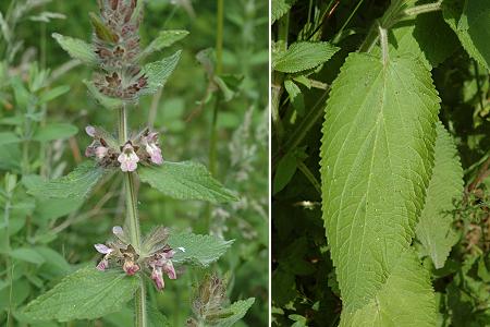 Montenois (Doubs), 11 juin 2005