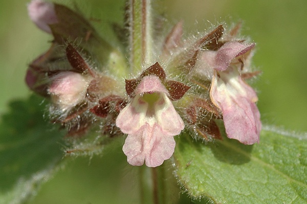 Montenois (Doubs), 11 juin 2005