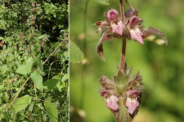 M�di�res (Doubs), 26 juin 2006