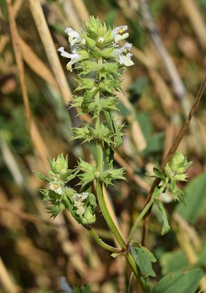 Marast (Haute-Saône), 7 juillet 2018