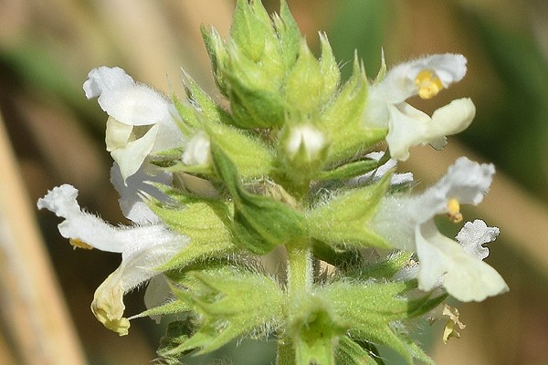 Marast (Haute-Saôe), 7 juillet 2018