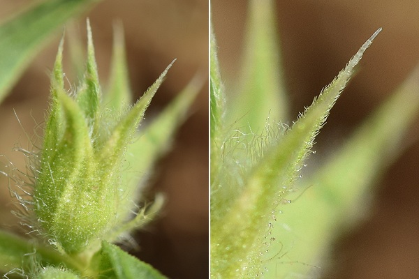 Marast (Haute-Saône), 7 juillet 2018