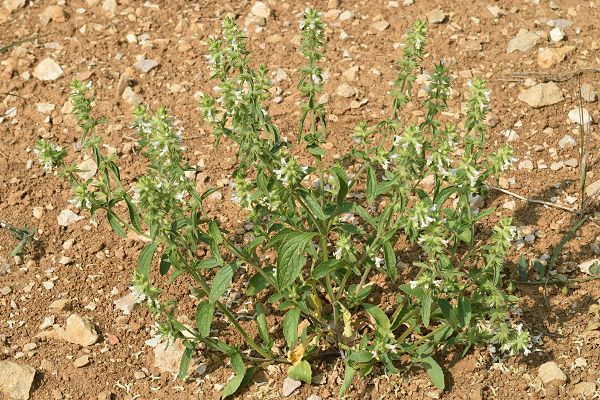 Soye (Doubs), 25 juillet 2018