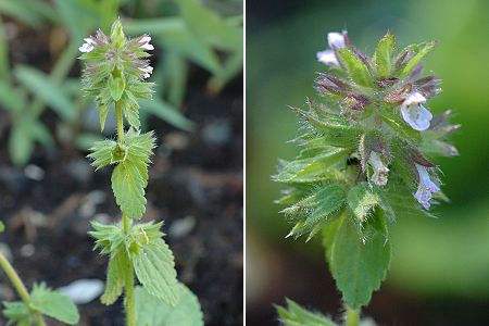 Montenois (Doubs), 5 ao�t 2005