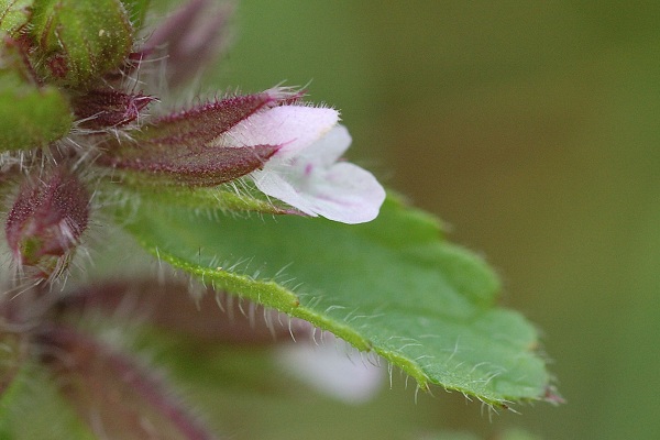 Longevelle (Doubs), 11 octobre 2006