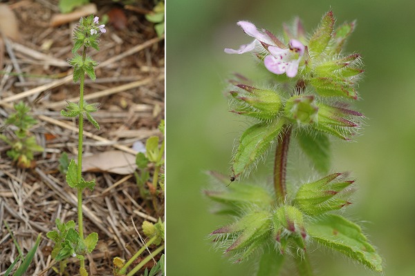 Gigaro (Var), 28 avril 2006