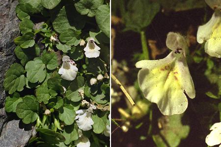 Cinto (Corse), 24 juillet 1998 / Renoso (Corse), 16 juillet 1998