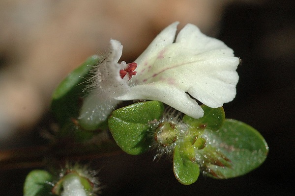 Vers le col de Bavella (Corse), 24 juin 2016