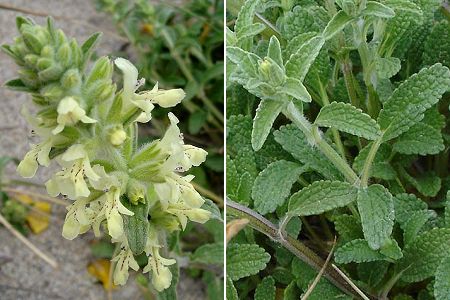 Torreilles (Pyrénées-Orientales) 9 mai 2005