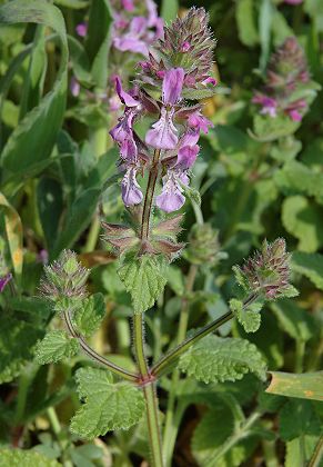 La Parata (Corse), 14 avril 2005