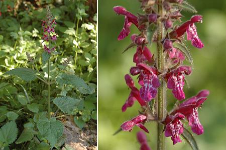 Montenois (Doubs), 20 juin 2005