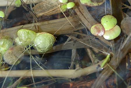 Membrey (Haute-Saône), 12 septembre 2004