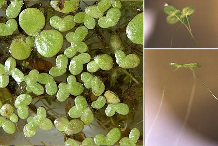 Membrey (Haute-Saône), 12 septembre 2004 / Le Poiré-sur-Velluire (Vendée), 6 juillet 2000