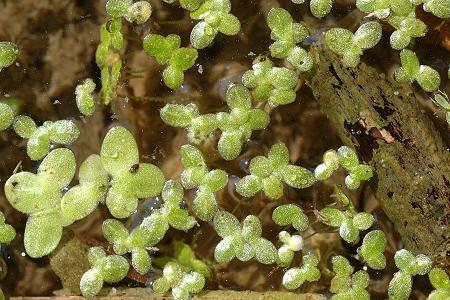 Bart (Doubs), 27 juin 2010
