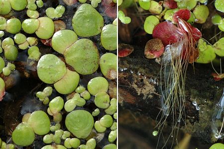 Membrey (Haute-Saône), 4 septembre 2004 / Blussangeaux (Doubs), 6 juin 2007
