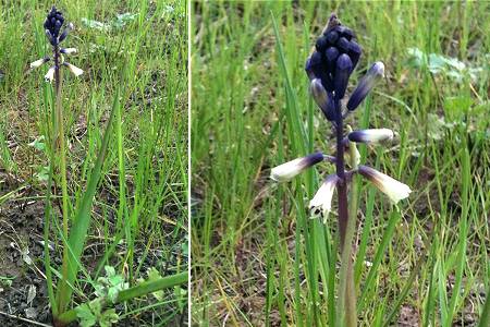 La Garde (Var), 30 mars 2014 (photo : Dominique-Jeanne Saux)