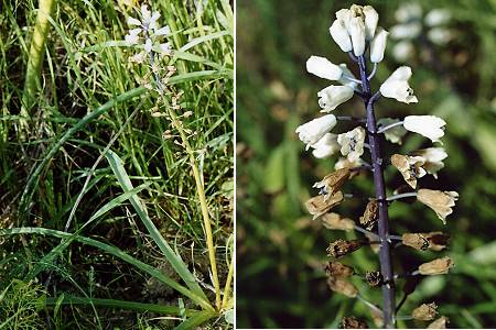 Tarquinia (Italie), 7 avril 2002