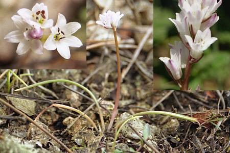 Ospedale (Corse), 22 avril 2003