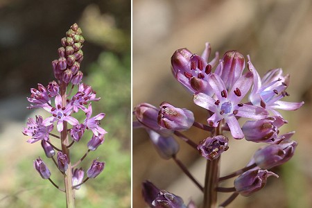 Grenoble (Isére), 26 juillet 2011