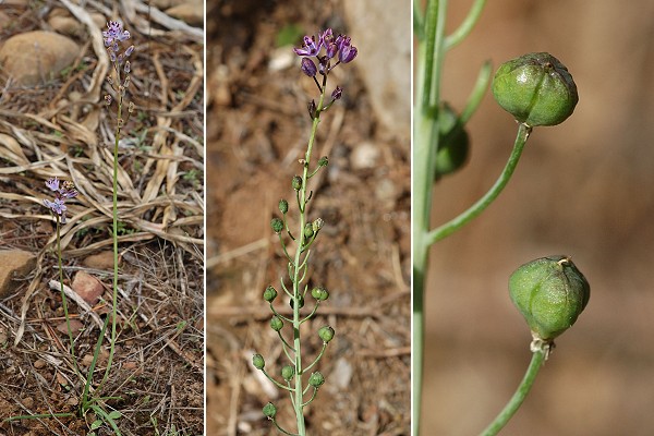 La Ciotat (Bouches-du-Rhône), 3 octobre 2005 / Grenoble (Isére), 26 juillet 2011