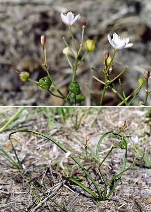 Majesq (Landes), 31 juillet 2002