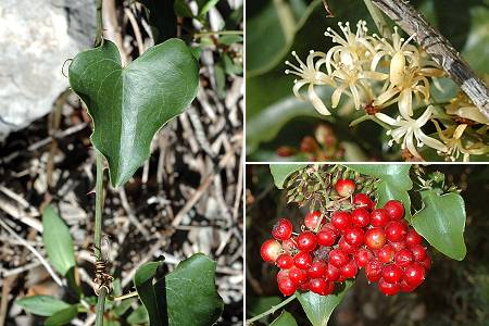 Massif de l'Etoile (Bouches-du-Rhône), 2 octobre 2005