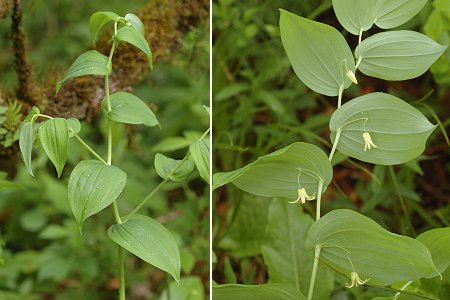 Rainkopf (Haut-Rhin), 13 juin 2010