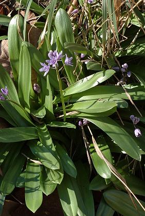Pau (Pyrénées-Atlantiques), 11 mars 2007
