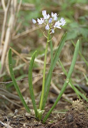 La Rhune (Pyrénées-Atlantiques), 22 avril 2004