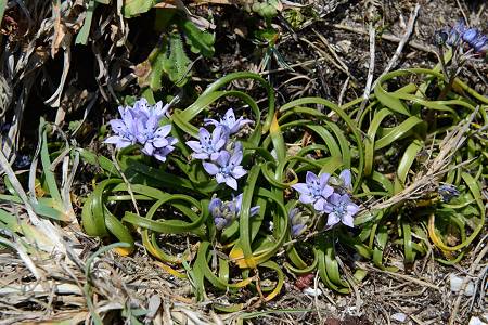 Ouessant (Finistère), 2 mai 2013 (photo Pierre Daniel)
