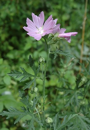 Bretigney (Doubs), 21 juillet 2004