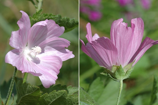 Saulnot (Haute-Sa�ne), 10 juin 2007