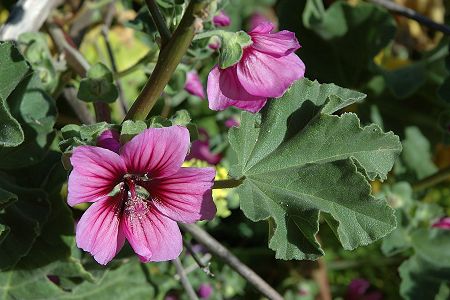 Callelongue, Marseille (Bouches-du-Rhône), 13 avril 2005