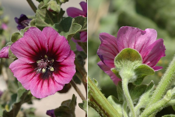 Callelongue, Marseille (Bouches-du-Rhône), 16 avril 2006