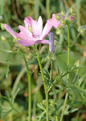 Lougres (Doubs), 25 septembre 2005