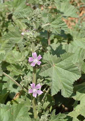 Callelongue, Marseille (Bouches-du-Rhône), 16 avril 2006
