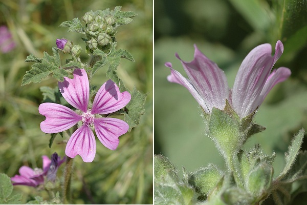 Gruissan (Aude), 25 avril 2006