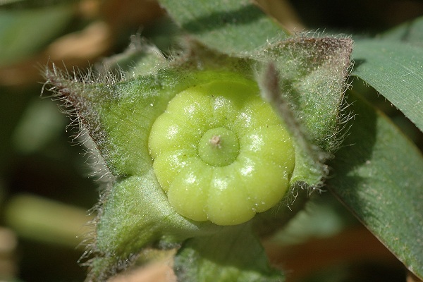 Gruissan (Aude), 25 avril 2006