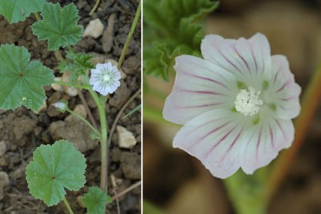 Montenois (Doubs), 22 juin 2005