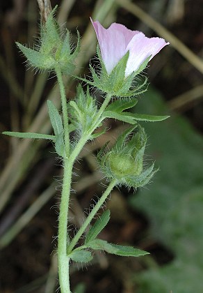 Troyes (Aube), 6 juillet 2005