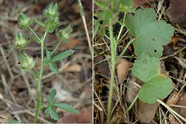 Troyes (Aube), 6 juillet 2005