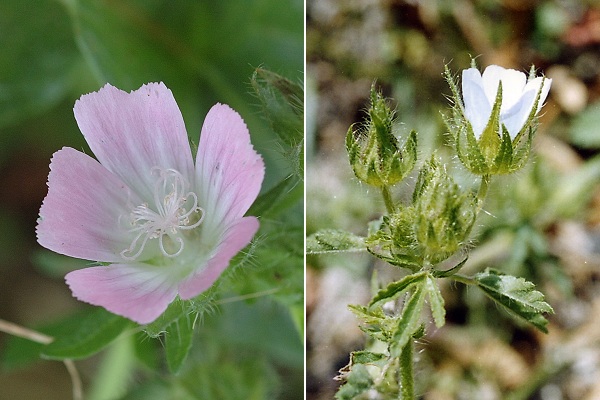Troyes (Aube), 6 juillet 2005 / Saint-Nazaire-le-Désert (Drôme), 2 juillet 2002